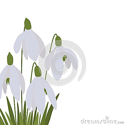 Postcard spring snowdrops botanical illustration Cartoon Illustration